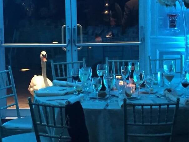 Someone Forgot to Invite the Swan