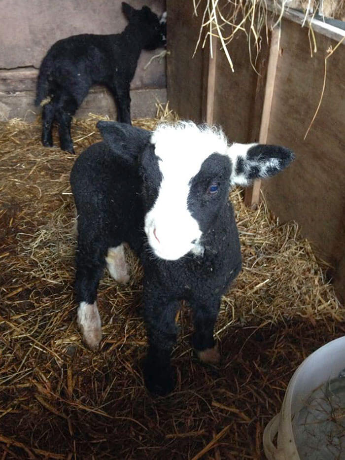 A Lamb Pretending To Be A Cow
