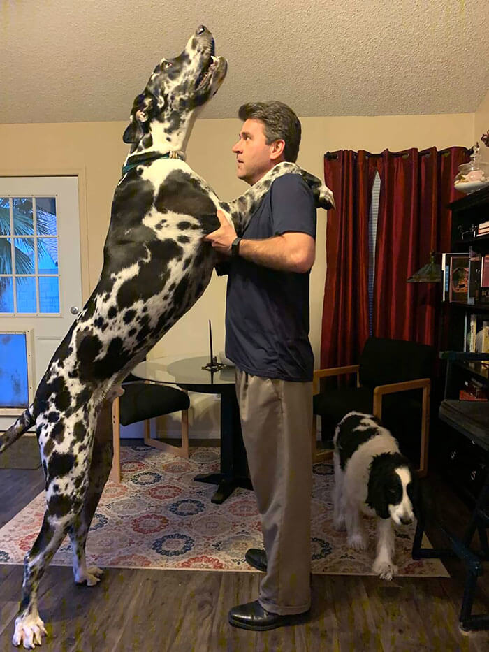 This Great Dane Is Taller Than The Average Man
