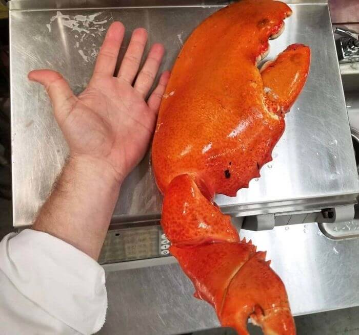 How Many Lobster Rolls Can Be Made From This Claw