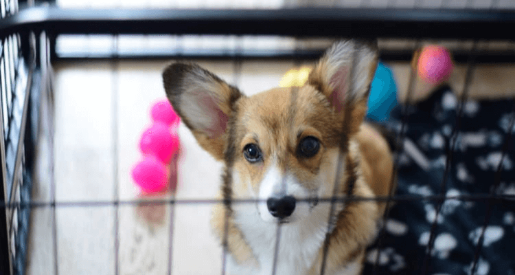 Use Crate Training