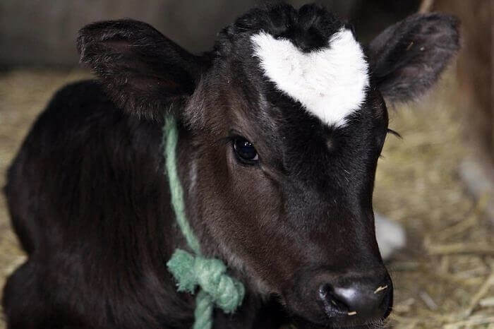 Have A Little Heart