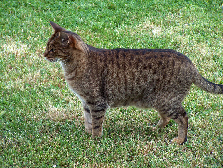 Ocicat - $1,500
