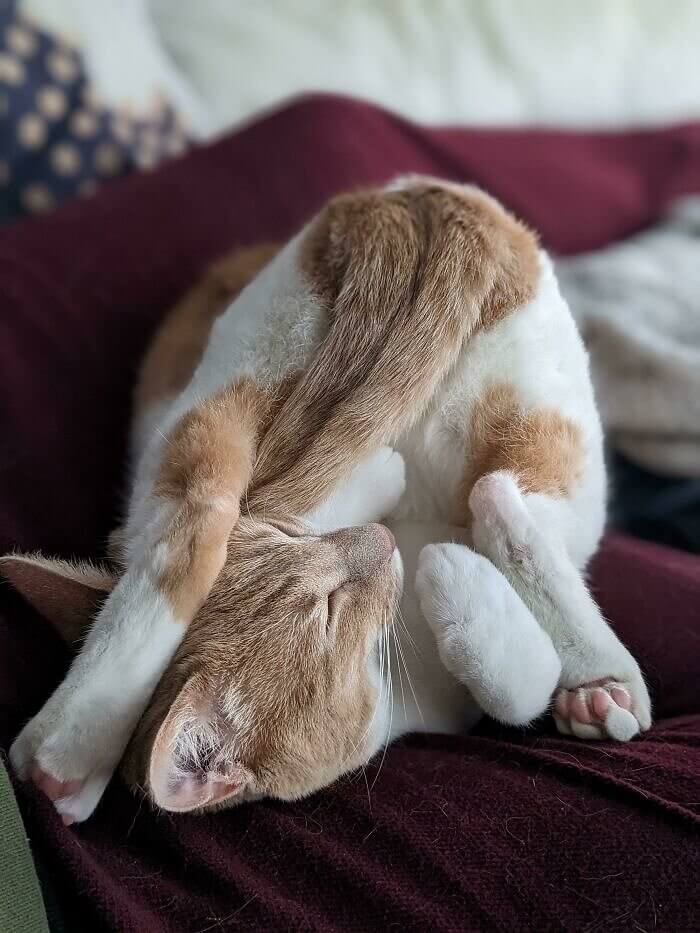 When Your Cat Does Yoga to Fall Asleep