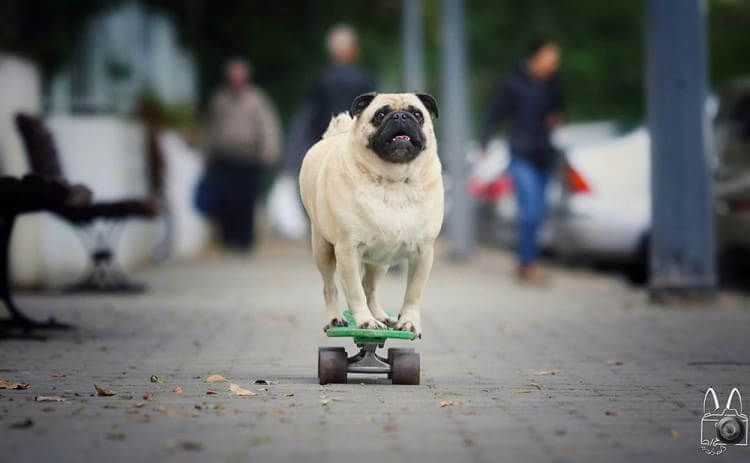 Super Pug is back in town