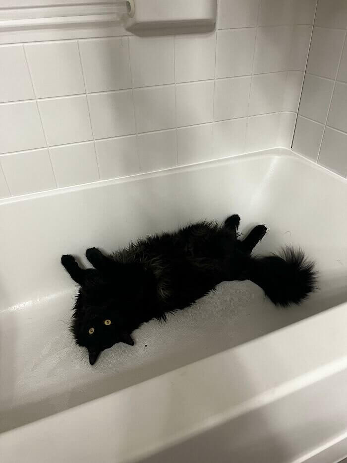 When Your Cat Loves the Bathtub, but Only if It's Empty