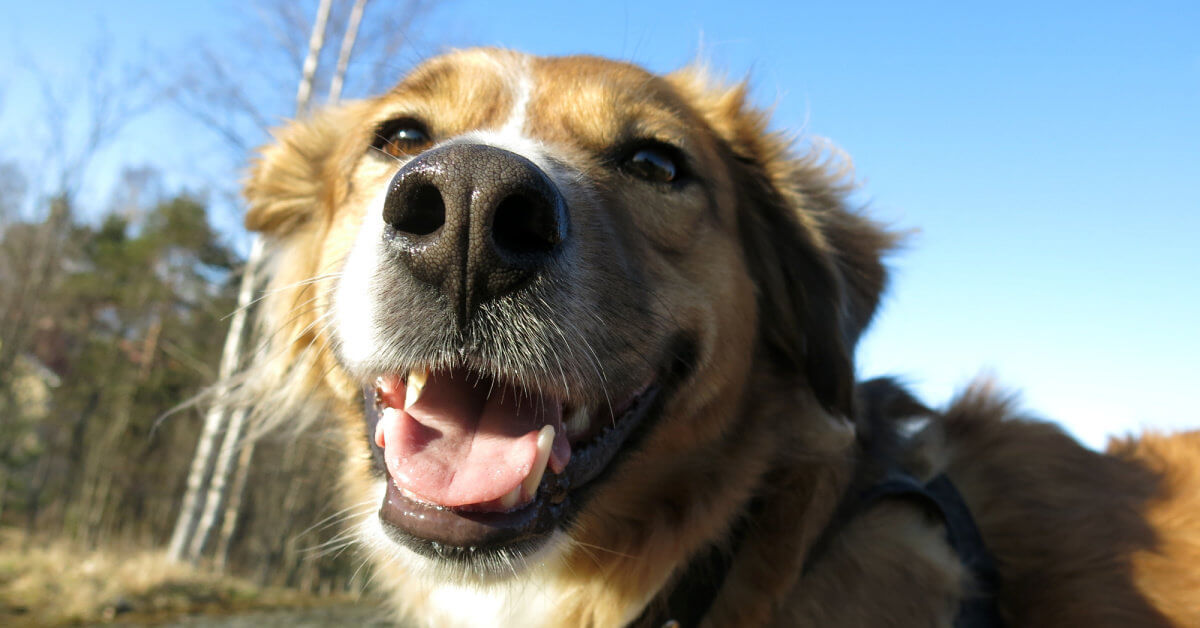 Shelter Dog Wouldn’t Stop Growing, So the Vet Performed a DNA Test