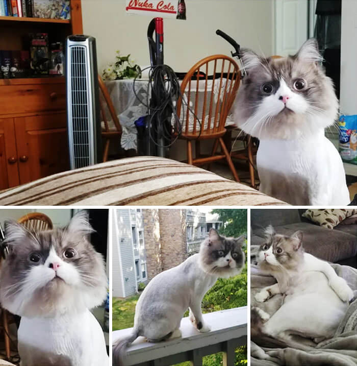 If It Wasn't for the Change in Poses, We'd Never Believe This Is a Real Cat and Not a Cardboard Cutout