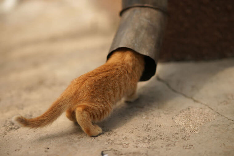 Look Out For Small Spaces Where A Kitty Could Get Stuck