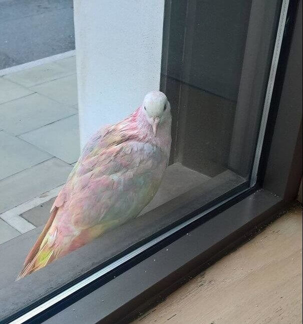 A Rainbow Pigeon in London