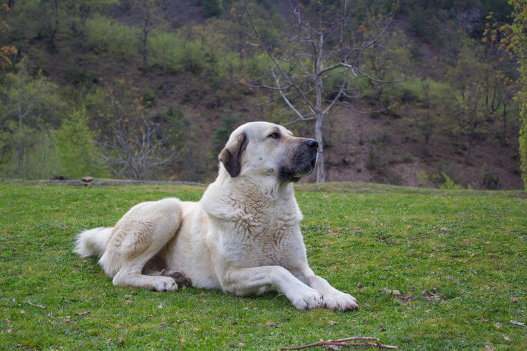 Kangal Shepherd Dog