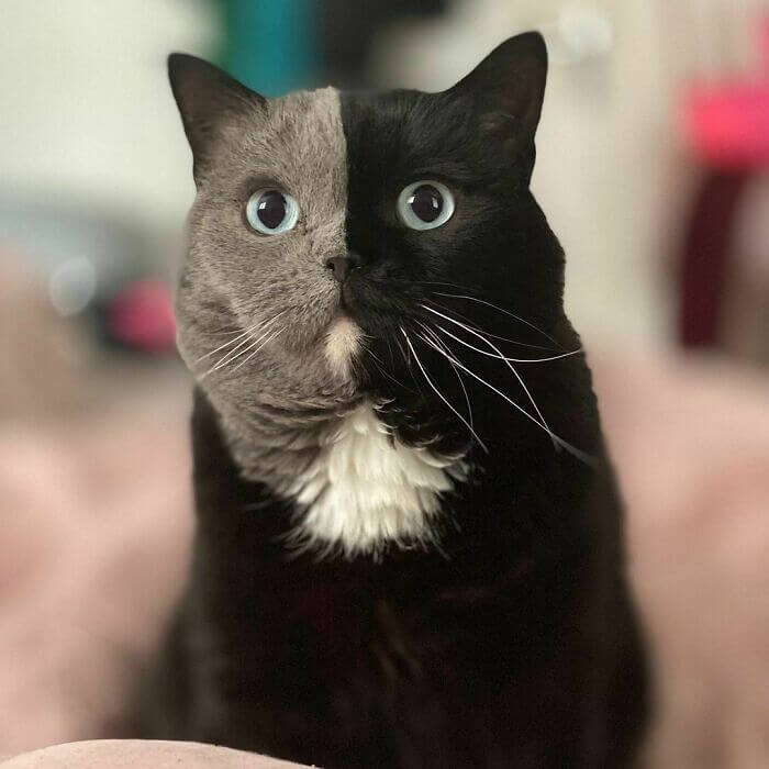 A Kitten With A Split Pattern