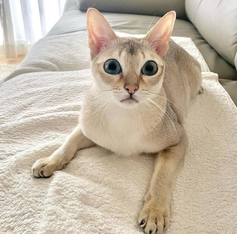 Singapura Cat - $2,000