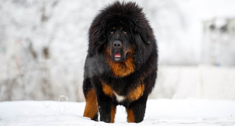 Top 10 Biggest Dog Breeds in the World