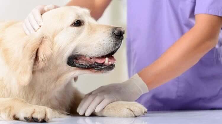 Consult With Your Vet