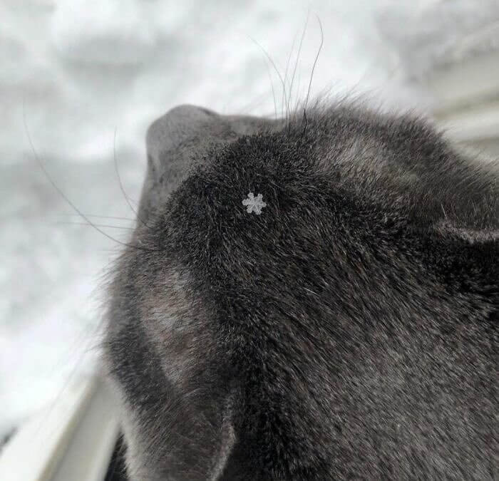 A Purrrfect Snowflake