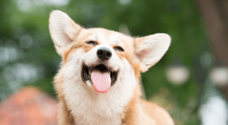 Pets Can Lift Your Mood