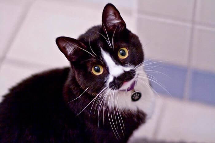 Nice Mustache Buddy