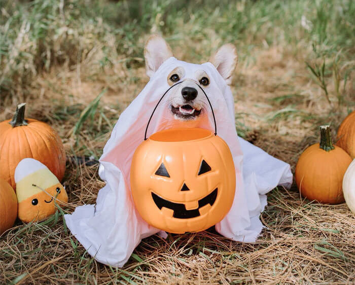 Boo!