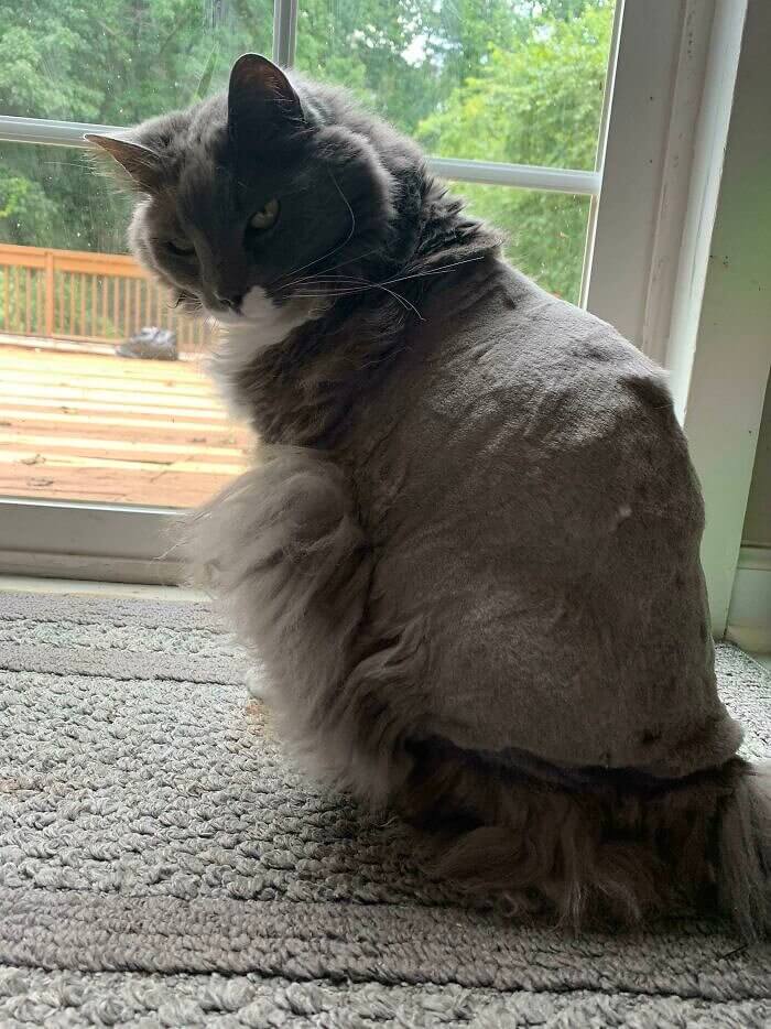 The Hunch Back of Notre Cat