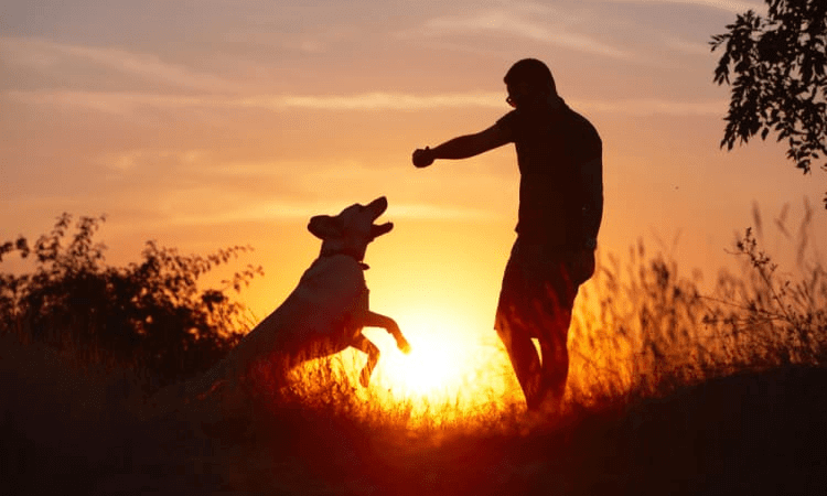 Step 4: Reflect Upon Your Life with Your Pet