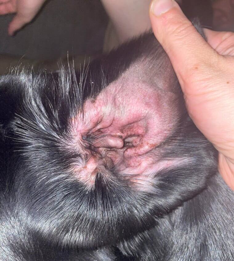Take Your Dog to the Vet if You Suspect an Ear Infection