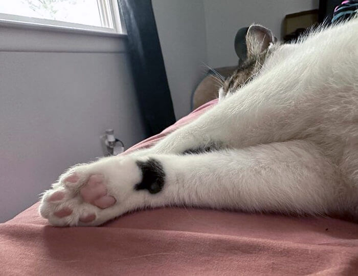 A Cat With A Cat Tattoo