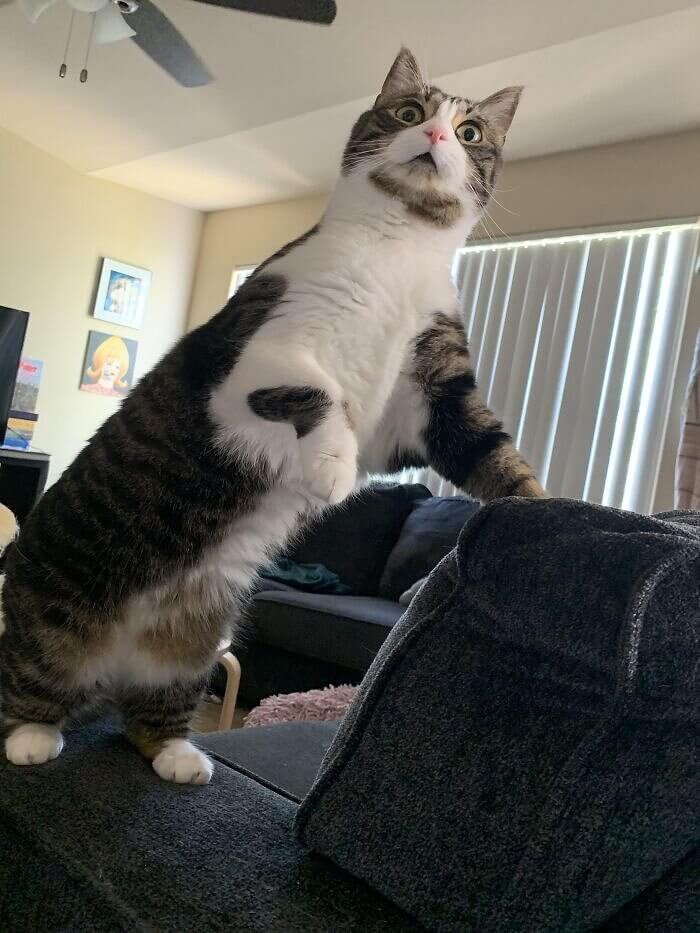 When Your Cat Hears Someone Screaming Outside