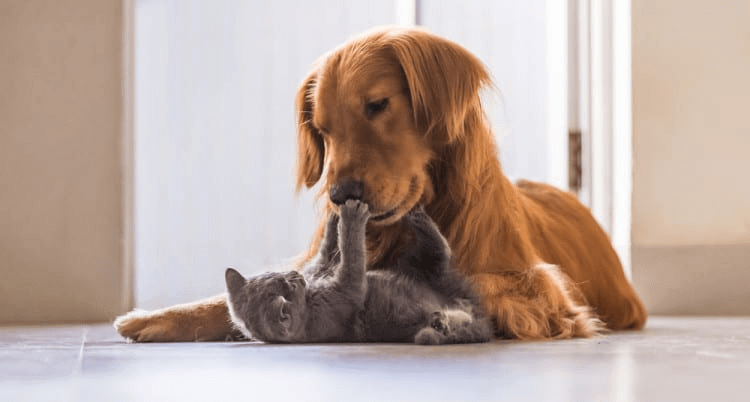 If You Have Other Pets, They’re Ready Too