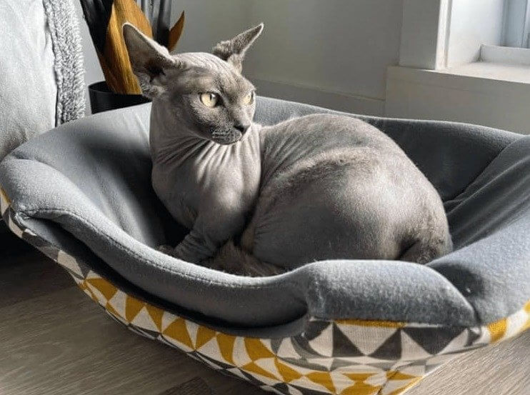 Sphynx Cat - $2,000