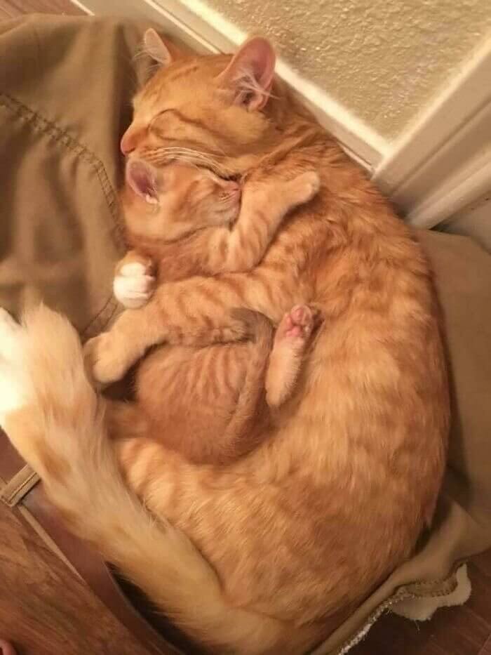 Purrrrrrrre Love
