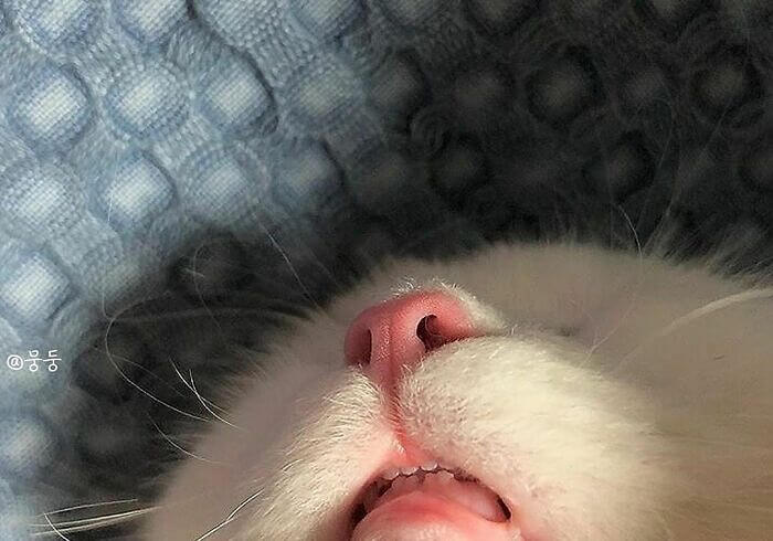 Most Boopable Face: