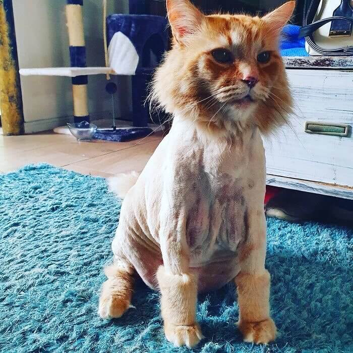 The Crazy Shaven Cat