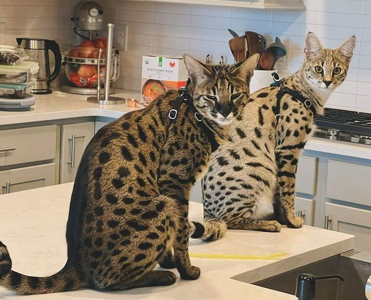 Ashera Cat - $17,000 To $125,000