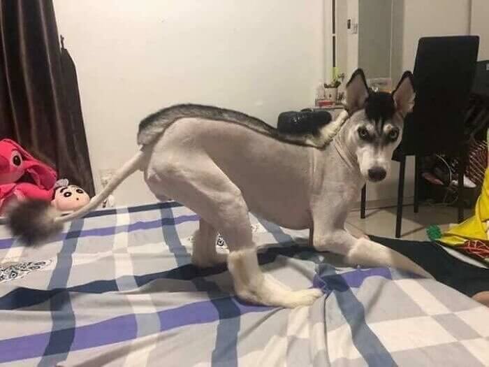 When the Groomer Somehow Makes Your Dog Look Like a Dog-Zebra-Donkey Hybrid