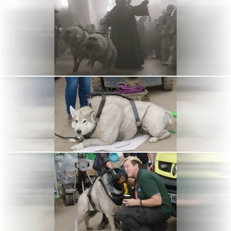 Dogs in a Dog Suit