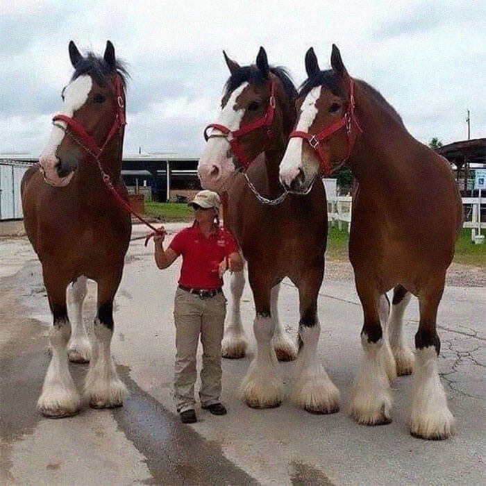 Clydesdale Horses Compared To The Average Human