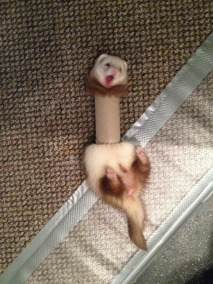 Ferrets Get Themselves Into Such Pickles