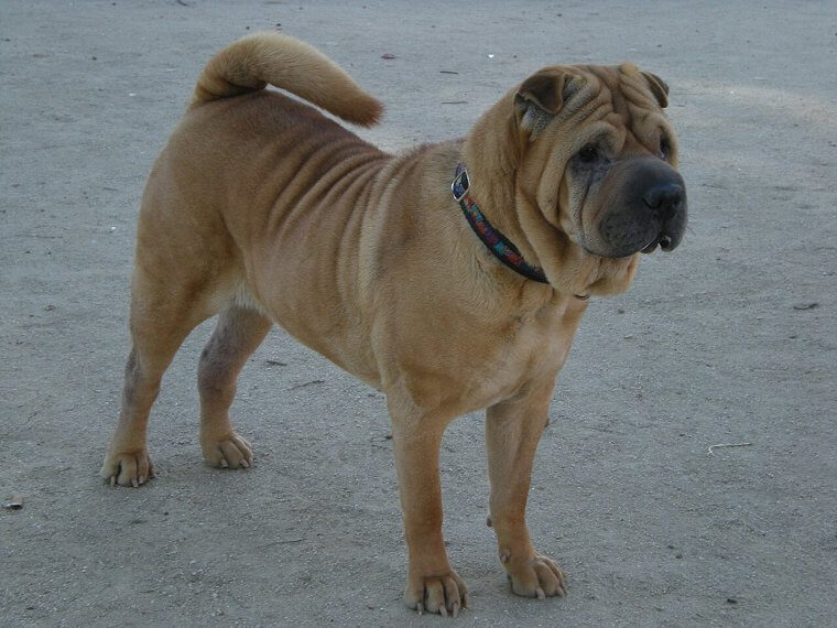 Chinese Shar Pei
