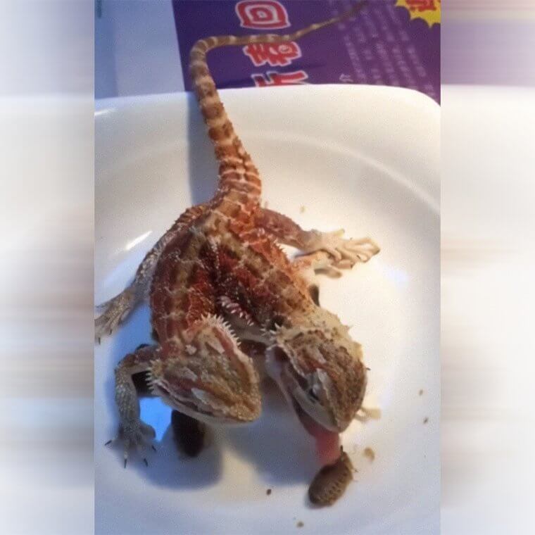 Two-Headed Chimera Devouring Live Bugs
