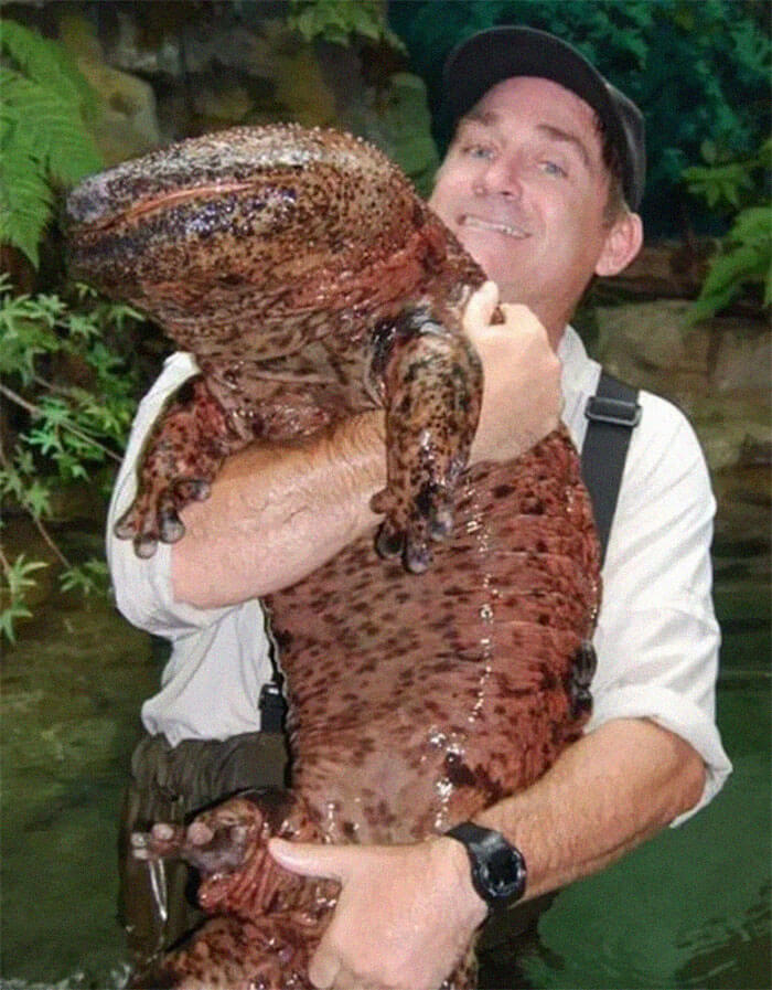 The World's Largest Salamander And Amphibian