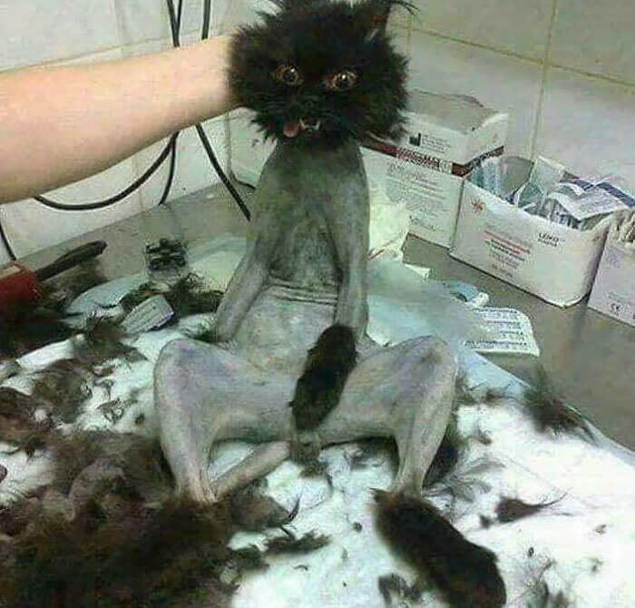 If You've Never Seen a Possessed Cat, Now You Have
