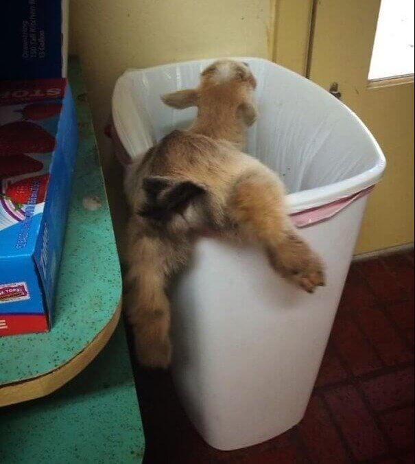 This Random Goat Got Stuck in the Trash