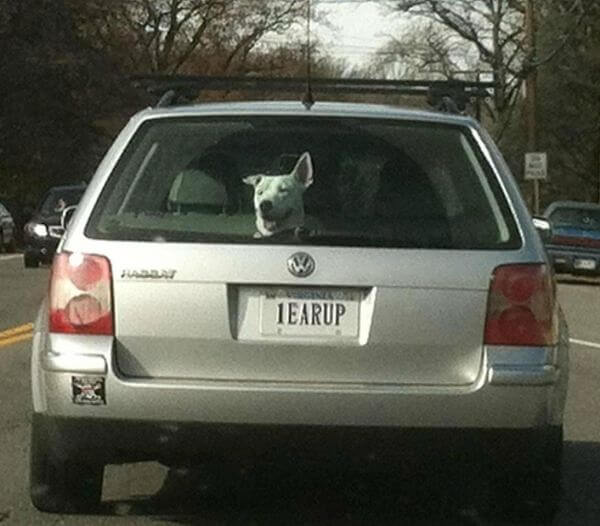 The Tag Matches The Dog