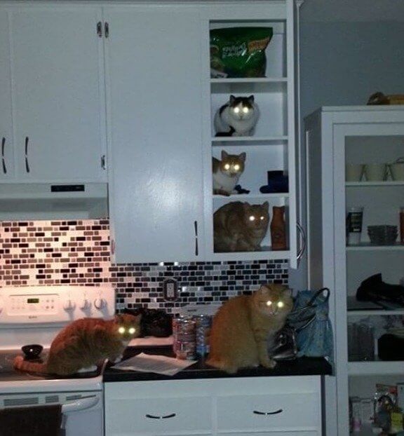 Special Agents on a Mission to Steal Classified Food
