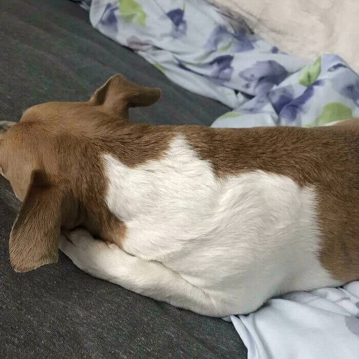 A Dog With A Cat On Him