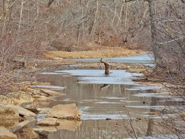 This Embarrassed Deer Slipped on Ice