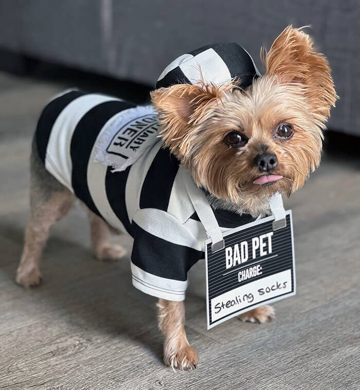 A Naughty Fugitive