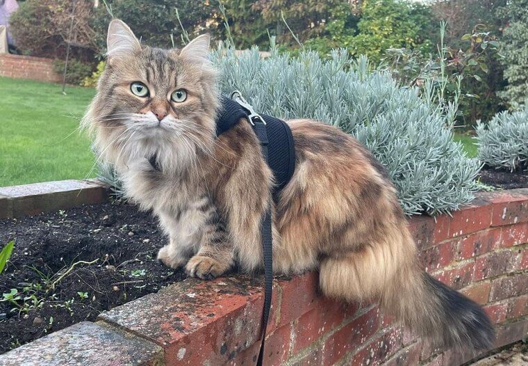 Siberian Cat - $2,000