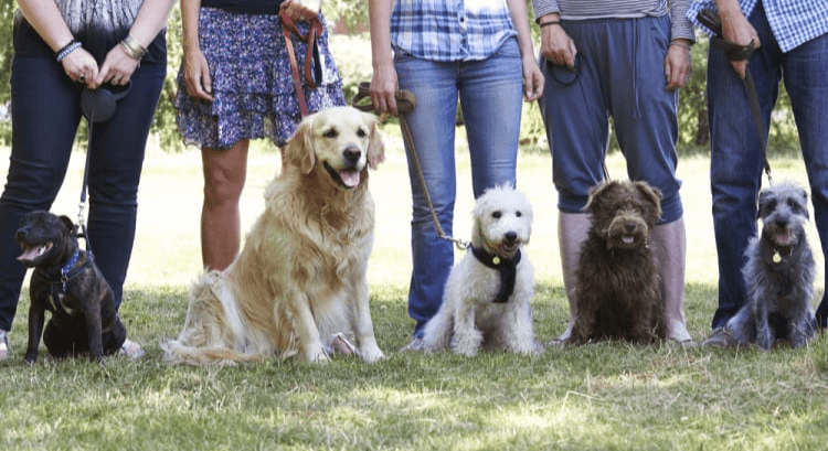 You're Not Considering Your Dogs Personality